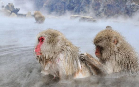 Japanese macaques learned to cope with freezing weather in winter by bathing in warm springs.