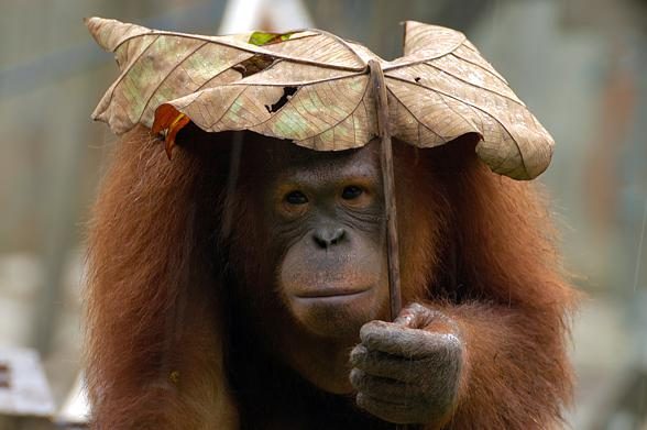 ii.Orangutans are also very smart animals. The use tools for obtaining food, and leaves as umbrellas...