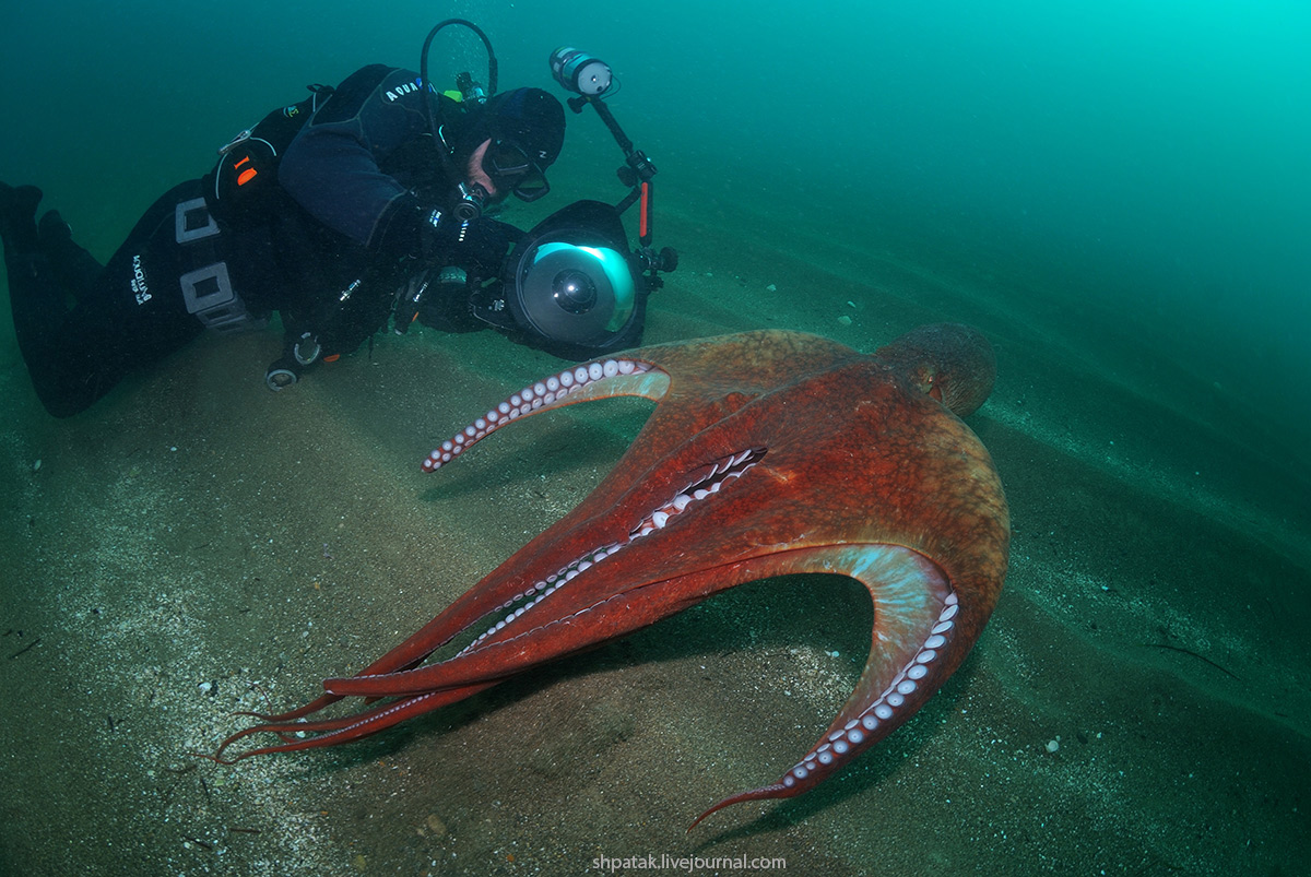 Опасные рыбы океанов. Осьминог Дофлейна гигантский. Морские жители. Большие морские существа. Необычные морские существа.