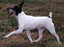 The left side of a white with black and tan Toy Fox Terrier is running across a grass surface and its mouth is wide open. The dog