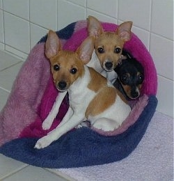 Three Toy Fox Terrier puppies are laying on a rug and they are wrapped in a towel. They are all looking forward.