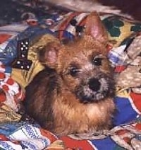 Front view - A black and tan Norwich Terrier puppy is laying on a bed, its head is tilted to the left and it is looking forward.