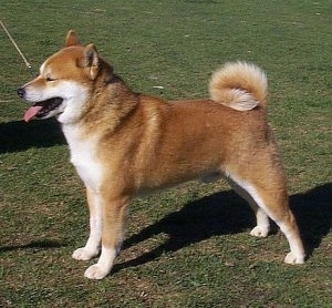 Left Profile - A reddish-brown with white Shiba Inu is posing in a field and it is looking to the left. Its mouth is open and its tongue is sticking out. The dogs fluffy tail curls tightly over the top of its back. It has small perk ears and squinty eyes.