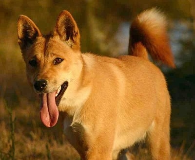 Lindy the Dingo in a field with her mouth open and tongue out hanging low.