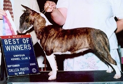 Bull Terrierposing on table with two people standing behind it. One Person is holding a series of ribbons with a sign that says 