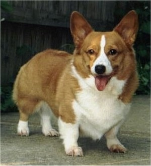 Front view - A low to the ground, tan with white Pembroke Welsh Corgi dog is standing on sidewalk. It is looking forward and it is panting.