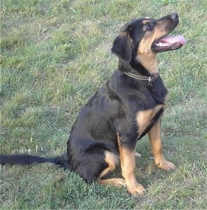 A black and tan German Sheprador is sitting in the grass and looking up. Its mouth is open and its tongue is out