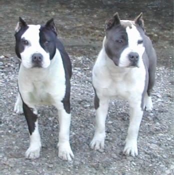 Two American Staffordshire Terriers are standing on rocks that are waterside.