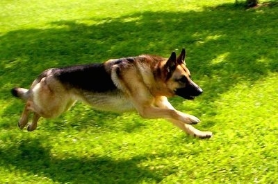 Action shot - A black and tan German Shepherd is running through a yard with all of its paws off the ground.