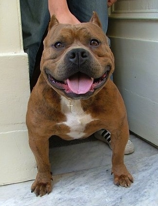 A red with white American Bully is standing in a corner with mouth its open, its tongue is out and there is a person standing in the corner over top of it holding its collar.