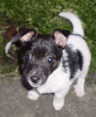 View from the top looking down - A white and black with brown Miniature Fox Terrier puppy is sitting with its back end in grass and front end on a sidewalk looking up.