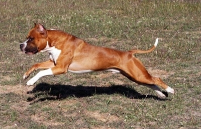 The left side of a red with white Staffordshire Terrier that is running across a grass surface.