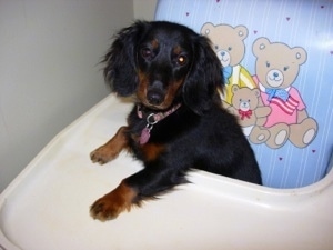 The front left side of a black with brown Long Haired Miniature Dachshund that is sitting in a highchair with its paws on the tray