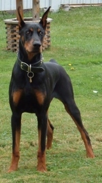 A black with brown Doberman Pinscher is standing in a yard there is fake well behind him