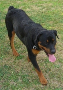 The front right side of a black and brown Rottweiler, that is panting as it walks across a yard