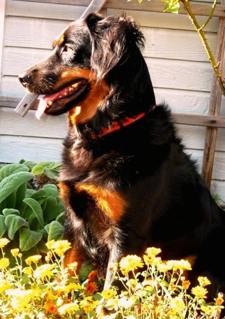 Axl the black and tan English Shepherd is sitting behind a bunch of dandelions with a house behind him.