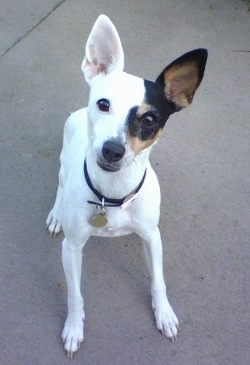 Top down view of a white with black and brown Toy Fox Terrier that is standing on a concrete surface. It is looking up and its head is slightly tilted to the right. Half of the dogs face is white and the other half is black with brown. The color changes right down the middle of the dog