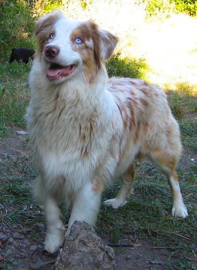 The front left side of a tan and white blue-eyed Australian Shepherd that is standing in front of a rock, on grass with its mouth open.