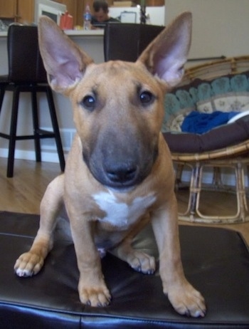 Close Up - Spuds the Bull Terrier Puppy sitting on a black leather ottoman looking at the camera holder