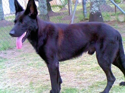 A black German Shepherd is standing in a field in front of a chain link fence. Its mouth is open and its tongue is out