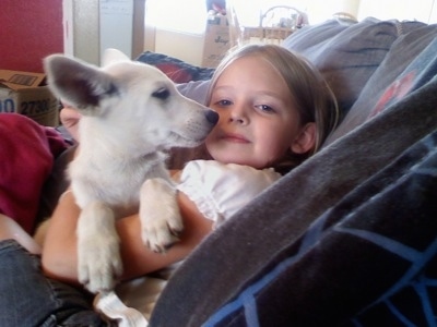 A white German Sheprador puppy is laying in the lap of a little girl in a chair. The dog is looking at the girl.