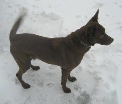A chocolate German Sheprador is standing outside in snow with its tail wagging.