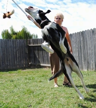 A black with white and tan German Sheprador is jumping at a toy attached to a rope and stick. The toy is being swung around by a lady who is behind the dog. They are in a backyard with a wooden privacy fence around it.