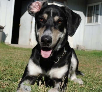 Close Up - A black with white and tan German Sheprador is wearing a choke collar laying in a yard with a white building behind it.