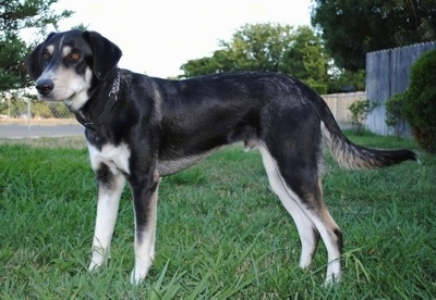 A black with white and tan German Sheprador is standing in a grassy yard with a wooden fence, a chain link fence and a road behind it. 