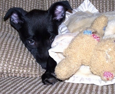 A black German Sheprador puppy is laying on a couch with a pillow and a light brown teddy bear covering a part of the puppies face