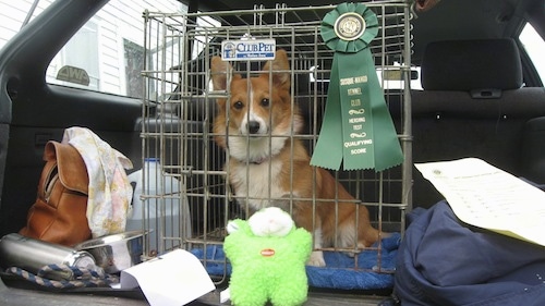 A tan with white Pembroke Welsh Corgi is sitting in a crate that has a green ribbon on it. The cage is placed in the back hatch area of a vehicle. There is a green plush toy in front of the cage and a leather hand bag and a water jug to the left.