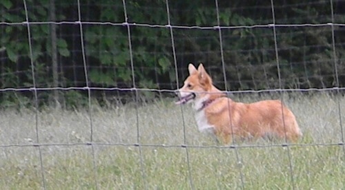 Left Profile view through a wire fence- A panting, tan with white Pembroke Welsh Corgi is standing in a field and it is looking to the left.