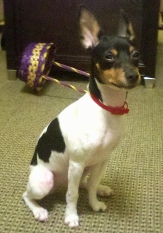 Front side view - A white with black and tan Rat Terrier puppy is wearing a red collar sitting on a tan carpet and it is looking up and to the right. There is a purple and yellow Easter wicker basket behind it. The dog has large perk ears.