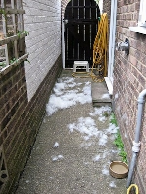 An Alleyway between two houses and there is thick white dog hair all over the concrete surface.