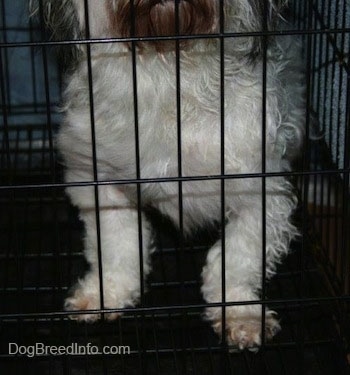 The front Legs of a dog inside of a dog crate