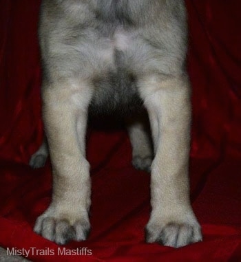 The front legs of a mastiff standing on a red backdrop