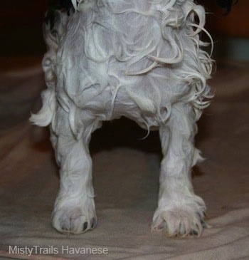 The front legs of a wet havanese standingon a towel