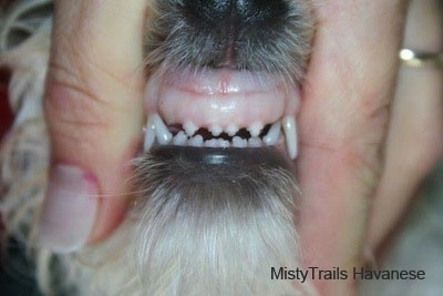 Close Up front view - a person exposing the teeth of a dog. The dog