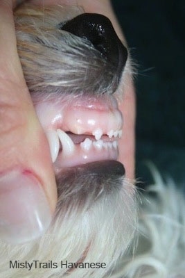 Close Up Left Profile - the Teeth of a dog. The dog