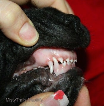 Side view of a person exposing the teeth of a dog. The dog