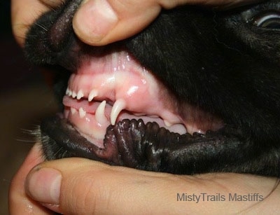 Close Up Right Profile - a person exposing the teeth of a dog, the dog