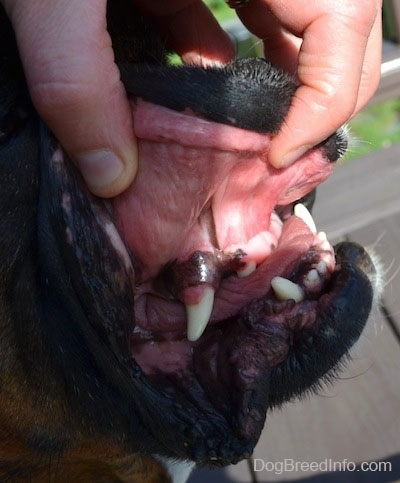 Close Up - A person exposing the large underbite of a dog by pulling up the dog