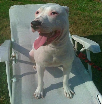 Maverick the Dogo is sitting outside on a white lawn chair with his mouth open and tongue out