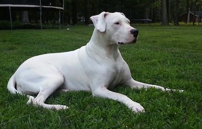 Saley the white Dogo Argentinois laying in a field with a trampoline behind it