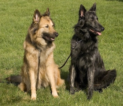 Aura (tan) and Mira (black brindle) the Dutch Shepherds are sitting in a field and looking to the right