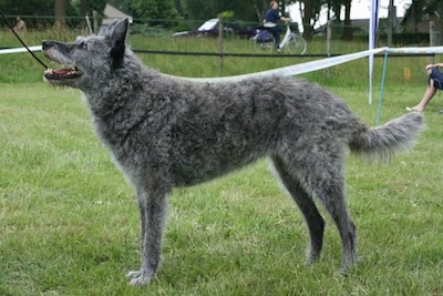 Left Profile - Maatje de Blauwe Pastorie the gray wire-haired Dutch Shepherd is standing outside in a field and looking up with her mouth open. There is a person riding a bike in the background