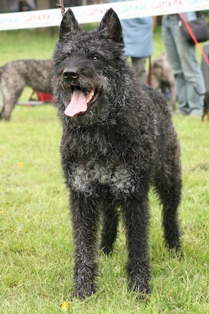 Rodo-Rocky v.d. Bothof the wire-haired black and gray Dutch Shepherd is standing in a field. Its mouth is open and tongue is out. The back of its tongue is black. There are a lot of dogs and people behind it