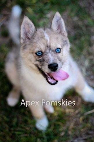 A perk-eared, tan with black and white Pomsky puppy is standing on its hind legs looking up. Its mouth is open and tongue is flying around. It has bright blue eyes. The words - Apex Pomskies - are overlayed.