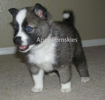Front side view - A blue-eyed, grey and white with tan and black Pomsky puppy is standing on a carpet and looking to the left. The dog