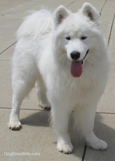 Front view - A thick coated, white Samoyed dog is standing on a concrete surface and it is looking forward. Its mouth is open and its tongue is hanging out. Its coat looks soft and its ears are small, perked up and rounded at the tips.